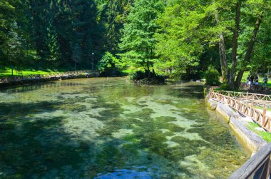 Berrak Su ve Tahta Geçitli Huzurlu Orman Deresi