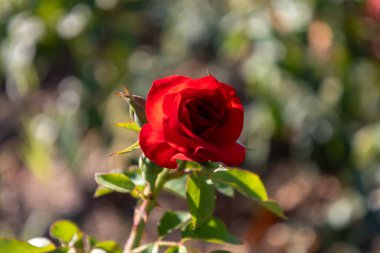 Single Red Rose in Bloom clipart