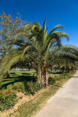 Pendik Sahil Parkı 'ndaki Palmiye Ağacı