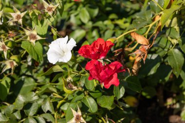 Kırmızı ve Beyaz Çiçekler Uyum içinde