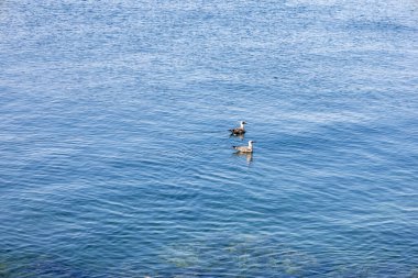 Pendik Sahili 'nde usulca yüz.
