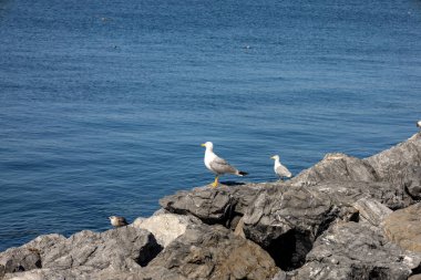 Kayalıklardaki martılar denize benziyor.