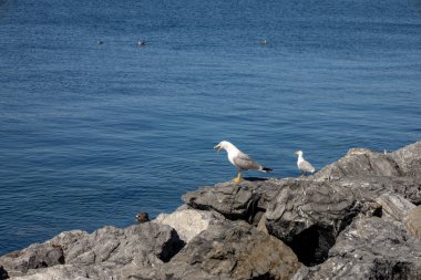 Kayalıklardaki martılar denize benziyor.