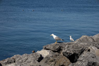 Kayalıklardaki martılar denize benziyor.
