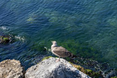 Kayalıklardaki martılar denize benziyor.