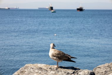 Kayalıklardaki martılar denize benziyor.
