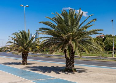 Yol kenarında palmiye ağaçlarıyla