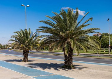 Yol kenarında palmiye ağaçlarıyla
