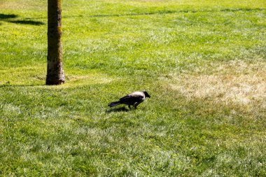 Yeşil Park 'ta Yalnız Karga