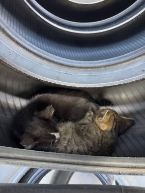 Lastiklerde Uyuyan Yavru Yavrular