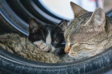 Lastik Yığını İçinde Anne Kedi ve Kedi Yavrusunun Yakın Çekimi