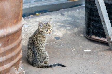 Endüstriyel Ayarlarda Yalnız Kedi