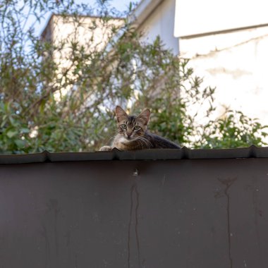 Çatı Nöbetçisi: Bir Kedi Gözü Görünümü