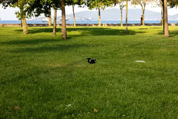 stock image Seaside Park with a Bird on the Grass