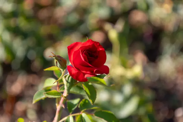 Stock image Single Red Rose in Bloom