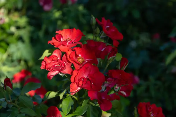 stock image Cluster of Red Roses in Bloom