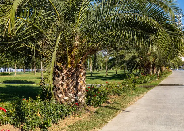 stock image Palm Tree in Pendik Sahil Park