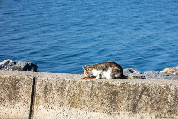 Deniz kenarı kedi ziyafeti
