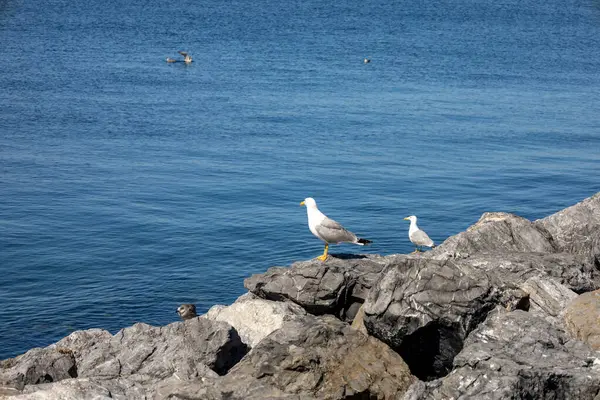 stock image Seagulls on the Rocks looks sea