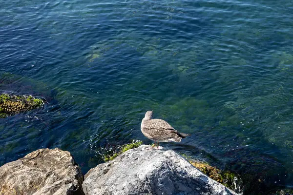 stock image Seagulls on the Rocks looks sea