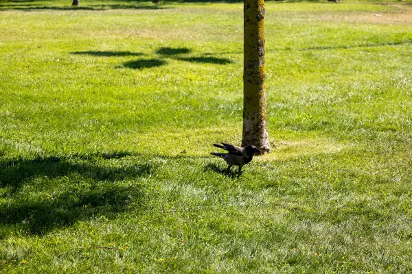 Yeşil Park 'ta Yalnız Karga