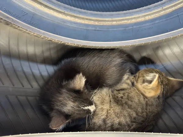 stock image Sleeping Baby Kittens in Tires