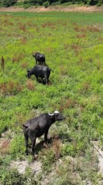 Su bufalolarının üzerinde uçan oyuncak bebek banyo yapıyor ve çayır ovaları arasında nehirde serinliyor.