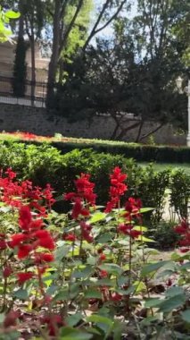 Çiçekler Arasında Serene Yürüyüşü