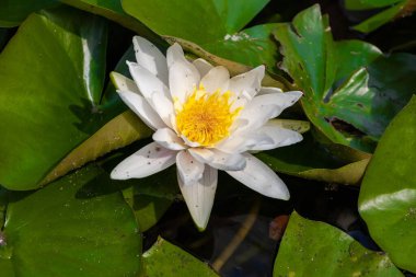 Serene White Water Lily in Full Bloom: Tranquil Pond Beauty