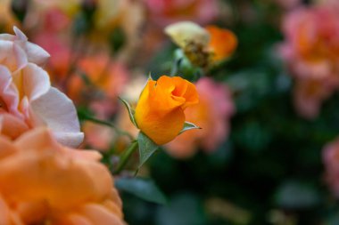 Bulanık Çiçekler Arasındaki Parlak Turuncu Gül: Doğal Zarafetin Dokunuşu