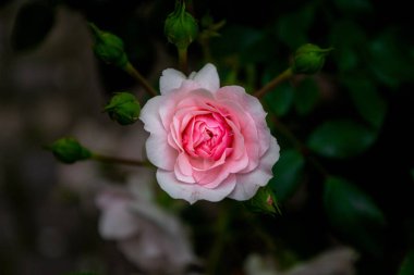 Narin Pembe Gül Çiçeği: Bahçedeki Zarafet Dokunuşu