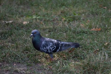 Çimenlerde Gri Güvercin Arıyor