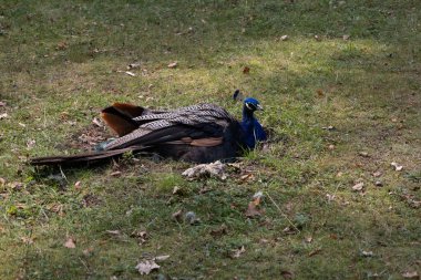 Çimenlerde Dinlenen Tavuskuşu