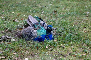 Çimenlerde Dinlenen Tavuskuşu