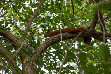 Squirrel Resting on Tree Branch clipart