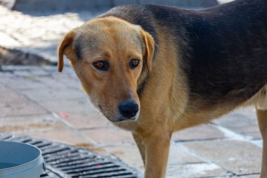 Çevreyi gözetleyen düşünceli sokak köpeği.