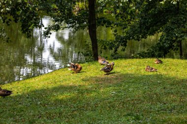 Huzurlu Lakeside 'da Dinlenen Ördekler: Huzurlu Doğa Sahnesi