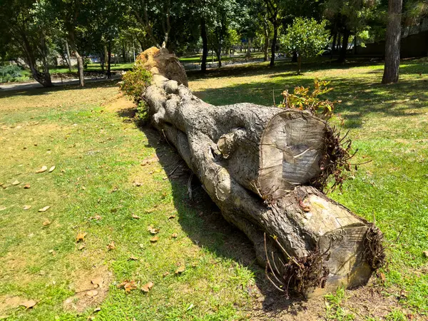 Stock image Fallen Tree Trunk in the Park