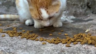 Sokakta kedi maması yiyen bir kedi.