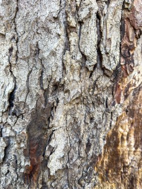 Ağaç kabuğu dokusunun yakın plan görüntüsü. Doğal ahşap desenler ve pürüzlü yüzey gösteriyor..