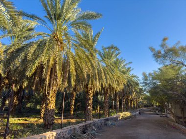 Hazrat Ebu Bekir 'in Tarihi Palm Grove Madinah' taki Tarihi Vaha