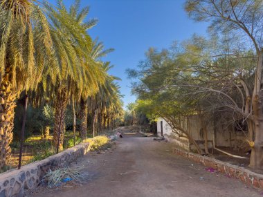 Hazrat Ebu Bekir 'in Tarihi Palm Grove Madinah' taki Tarihi Vaha