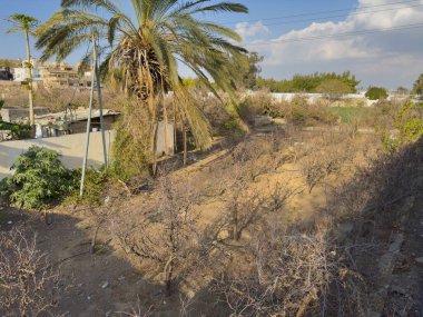 Addas Camii yakınlarında üzüm bağları
