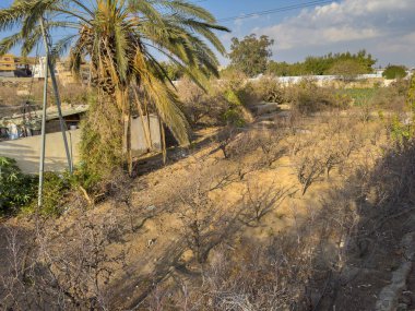 Addas Camii yakınlarında üzüm bağları