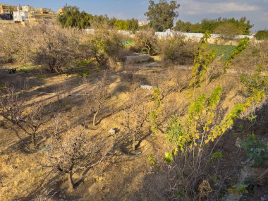 Addas Camii yakınlarında üzüm bağları