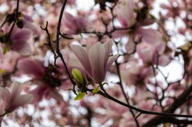 Pembe ve Beyaz Yapraklı Dolgun Çiçekli Manolya Ağacı