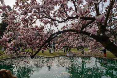 Bahar Bahçesi Havuzu 'nun etrafında açan Manolya Ağaçları