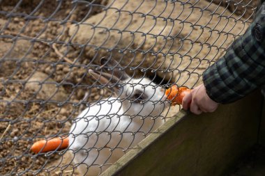 Çitin İçinden Havuçla Tavşan Besleyen Çocuk