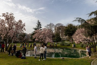 Magnolia Çiçekleri ve Göl Çevresinde Ziyaretçiler