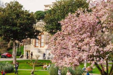 Tarihi Saray Bahçesinde Çiçek Açan Magnolia Ağacı